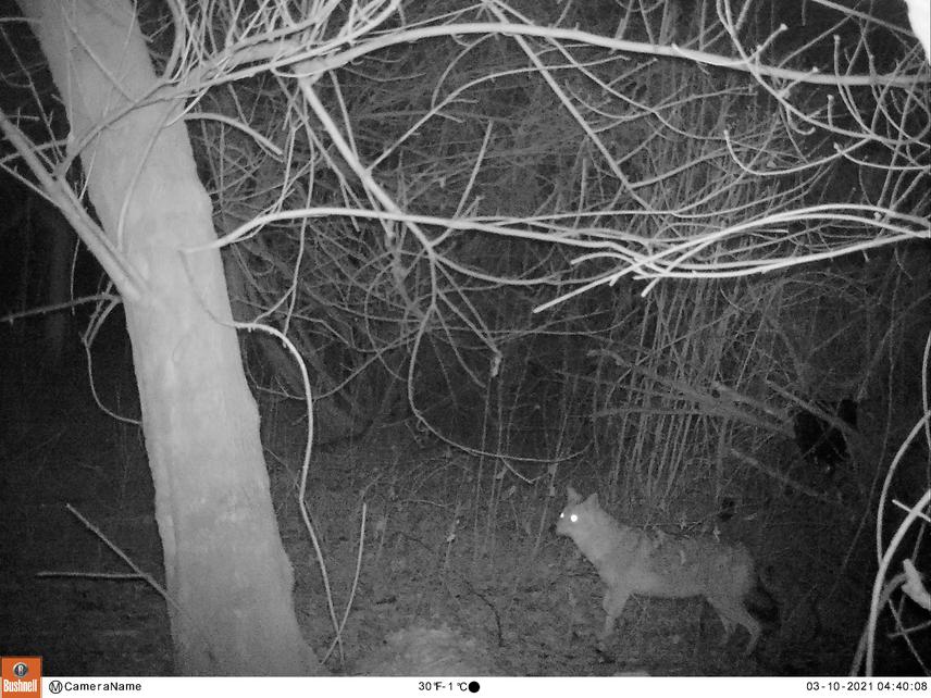 Golden jackal recorded via phototrap in Srbac area, next to the Sava river.