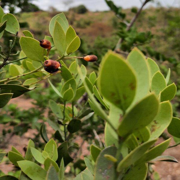 Osyris lanceolata (African sandalwood).