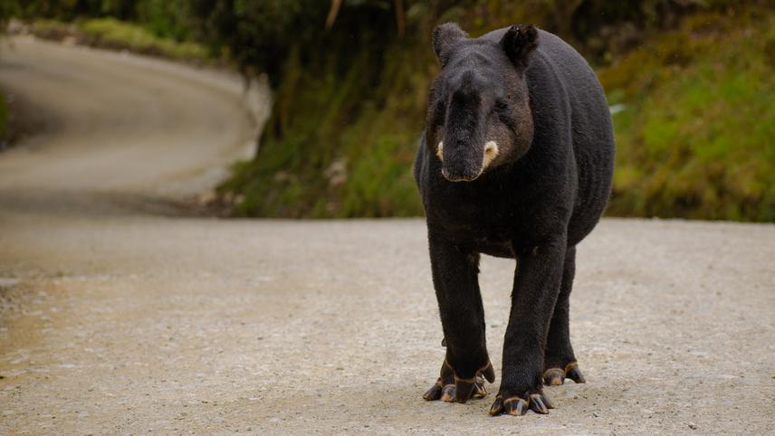 Mountain tapir.
