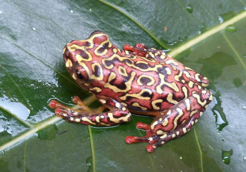 Hypperolus riggenbachi, from Mayo Kelele, one of my study sites around Mount Tchabal-Mbabo. © Ntene Soh Branly Calicles.