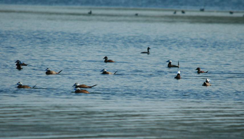 Flock of Oxyura leucocephala.