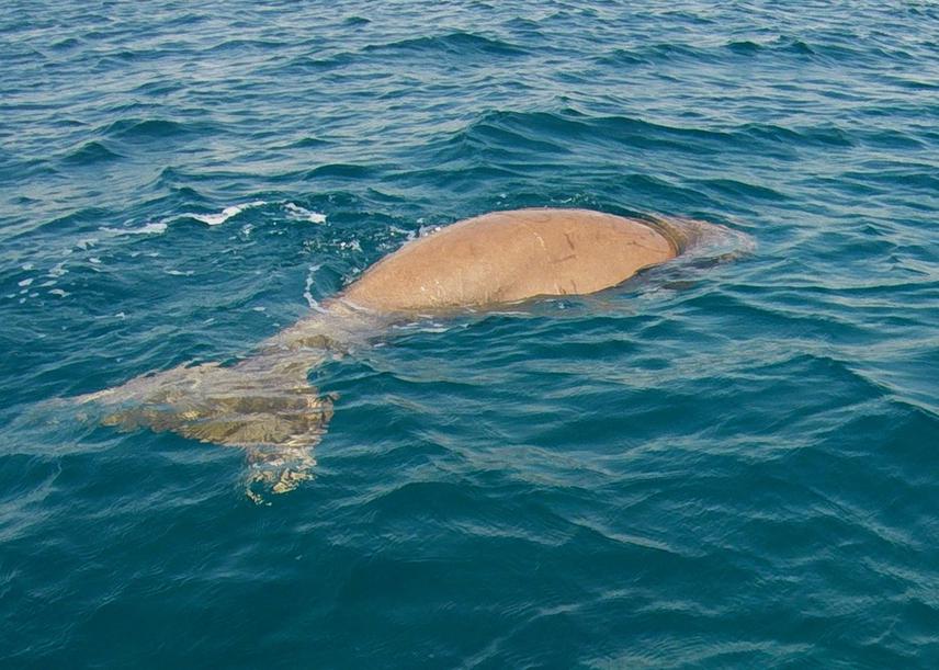 Dugong sighting at surface. © Ahmed Shawky