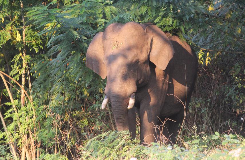 The invasive tree Senna spectabilis is spreading rapidly in the forests of Wayanad and other parts of Nilgiri Biosphere Reserve, reducing forage availability for elephants and other herbivores.