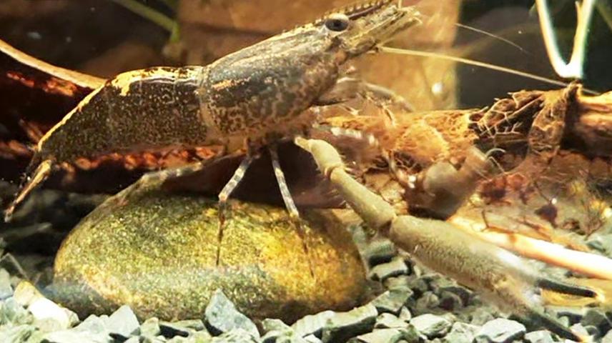 Macrobrachium irwini