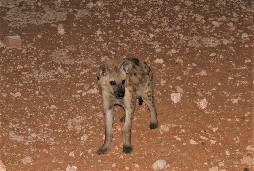 Juvenile spotted hyaena (Crocuta crocuta); Tiras Mountains, Namibia. © Karl S Fester.