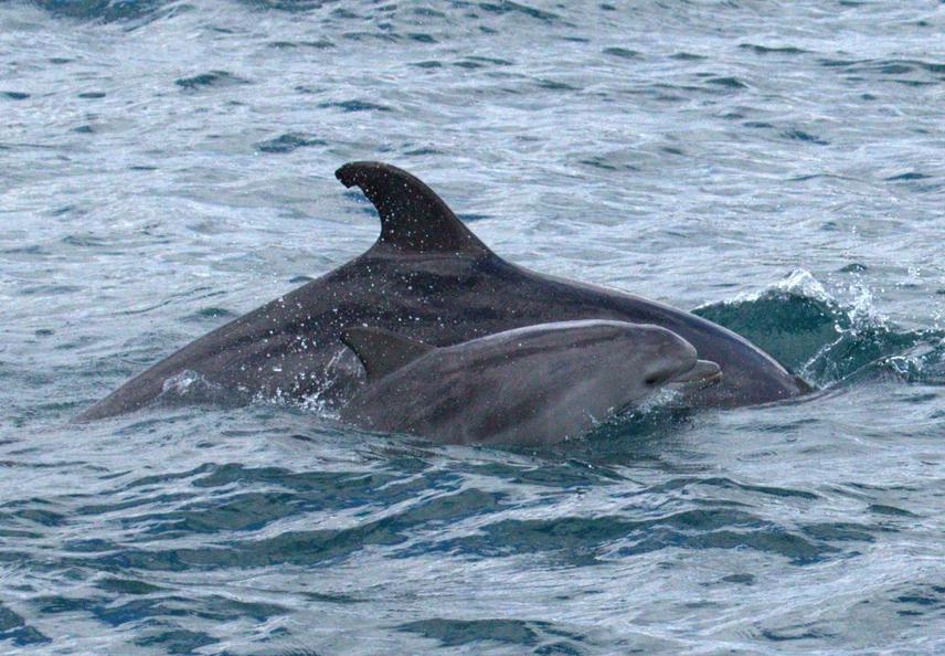 Bottlenose dolphin.