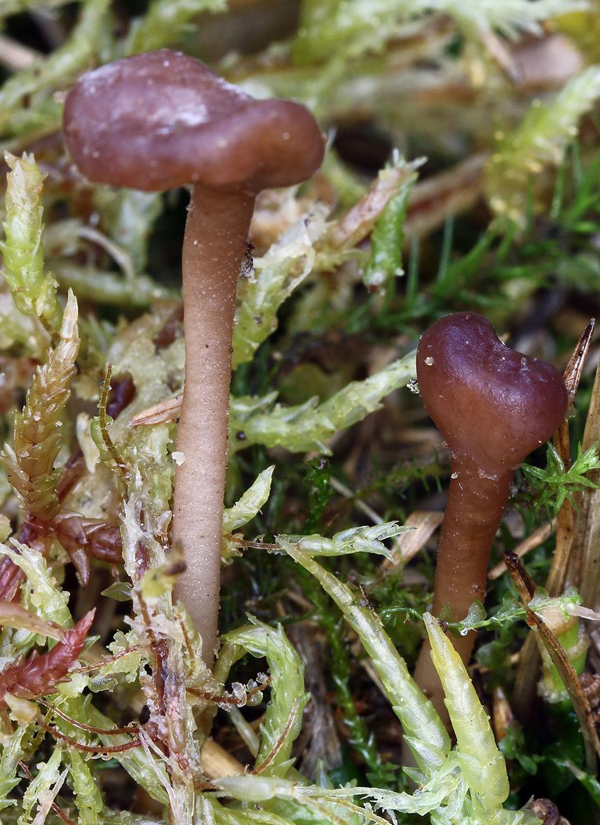 Nothomitra cinnamomea. © Nedim Jukic.