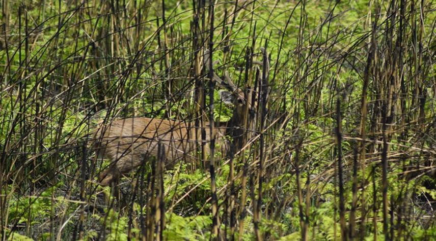 Direct sighting of Hog deer during field survey.