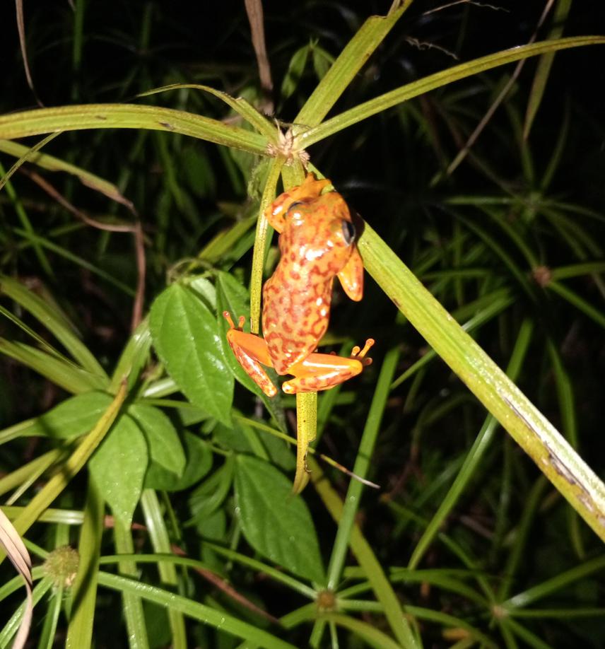 Sub-adult female H. rubrovermicalatus.