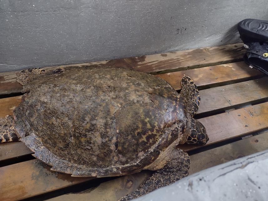 Monitoring Hawksbill turtle- Eretmochelys Imbricata.