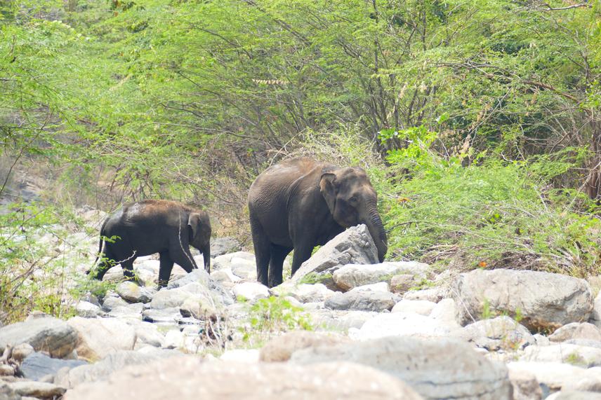 Elephant searching for food and water along with its calf in Sathyamangalam Tiger Reserve, Tamil Nadu, India. © S. Mehabharathi.