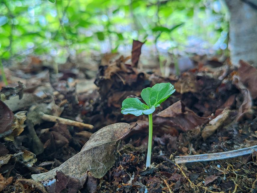 Seedling of Coffea ambongensis in its natural habitat in Antsanitia. © Rickarlos Bezandry/University of Mahajanga.
