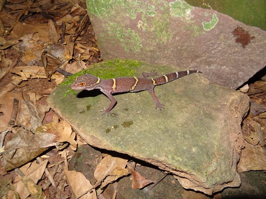 Goniurosaurus lichtenfelderi and natural microhabitat. © Hai Ngoc Ngo.