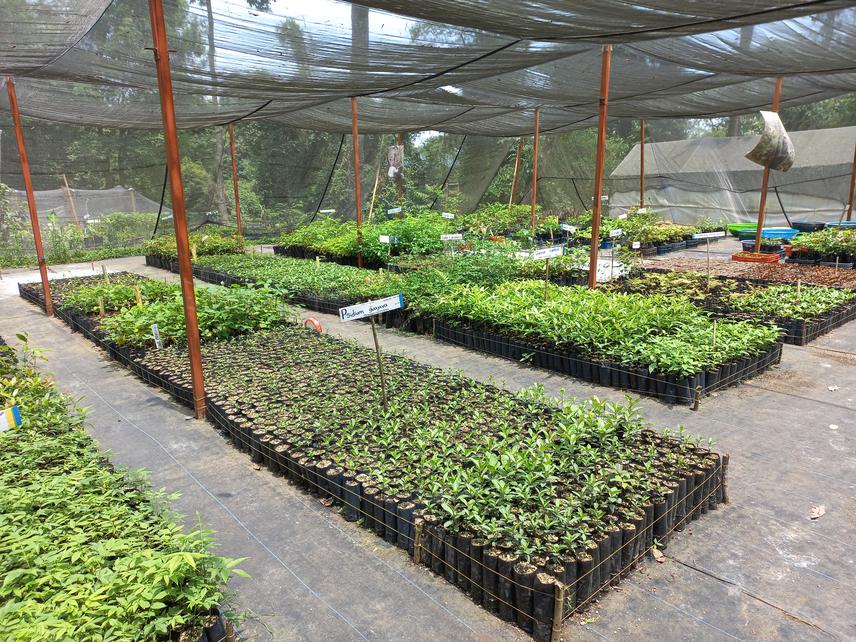 For riparian restoration we will use native plant species of Cloud Forest. Some of the plants donated by PRONATURA Veracruz are shown. © Omar Hernández.