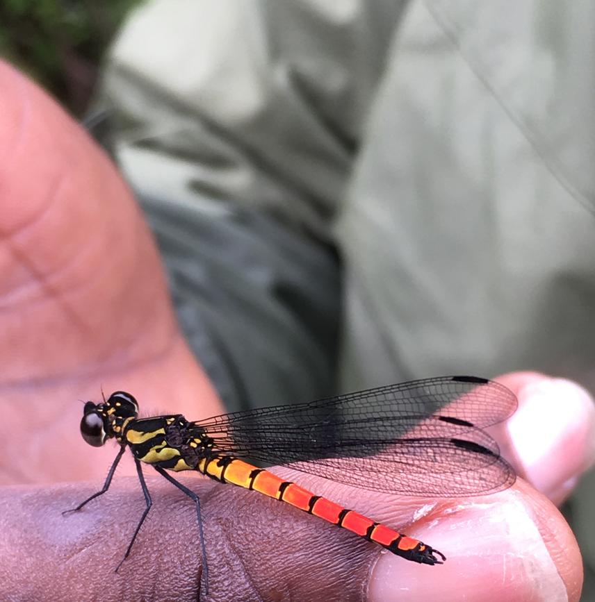 Africocypha centripunctata. © Adedapo Abiodun Matthew.