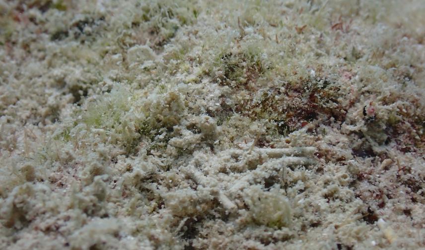 Sediment-laden algal turfs (SLATs). © Chaitanya Arjunwadkar.