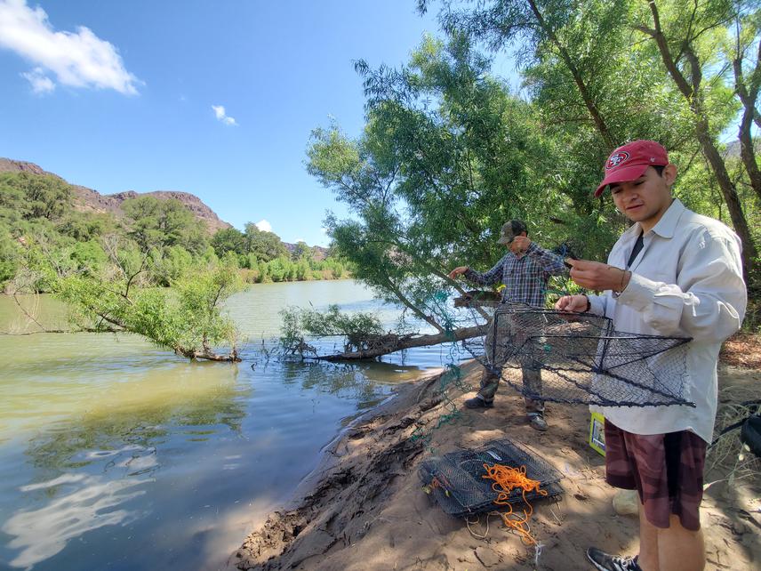 Baiting traps for their placement in the middle section of the Nazas River.