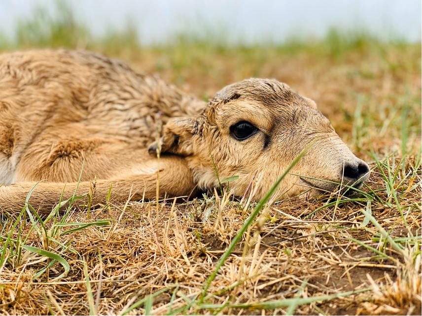 Newborn saiga calve in the Zhanibek district. During May thousands of saiga female gathering in Zhanibek district to give a birth to future saiga generation. © Aibat Muzbay.