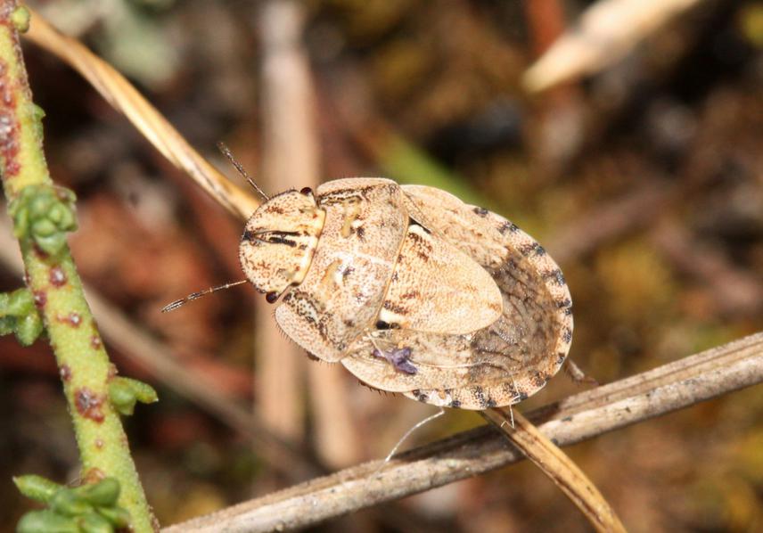 Habitat specialist of sandy grasslands—Menaccarus arenicola.
