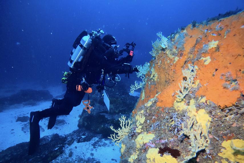 Rebreather diver (Vladimir Garmendia) conducting surveys on a mesophotic reef dominated by sponges and bryozoans. (c) Alejandro Pérez Matus