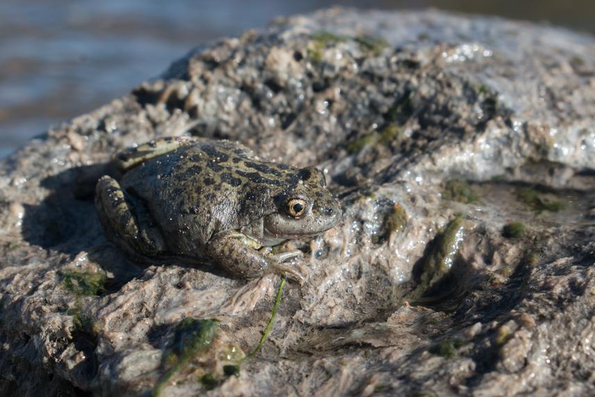 Pataonia frog (Atelognathus patagonicus). Litoral morphotype. ©Facundo de Los Santos.