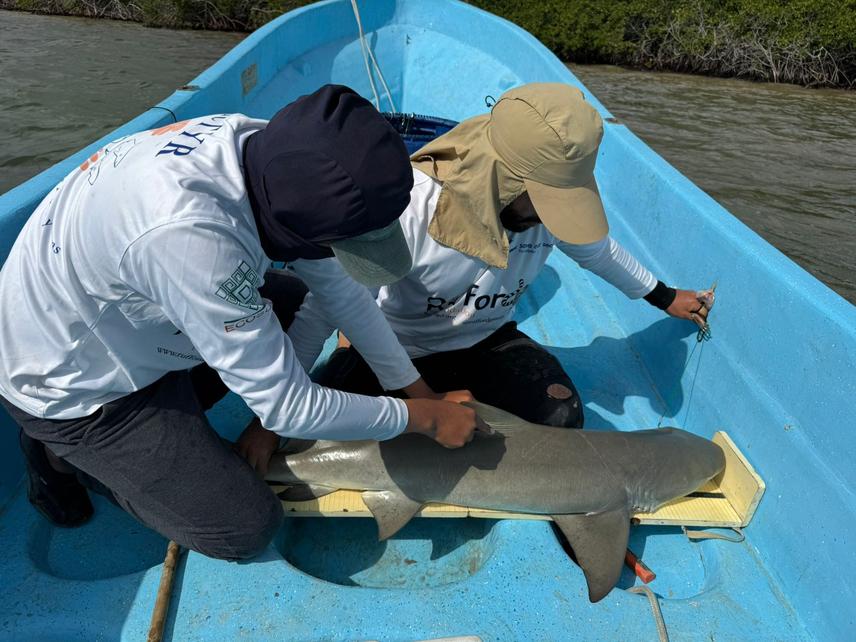 Measuring and tagging lemon shark © Ethanconcam