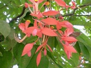 Flower of Amherstia nobilis.