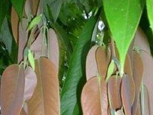 Young leaves of the trees.