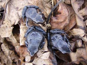 Cardioglossa trifasciata.