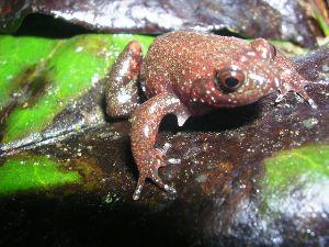 Leptodactylodon erythrogaster.