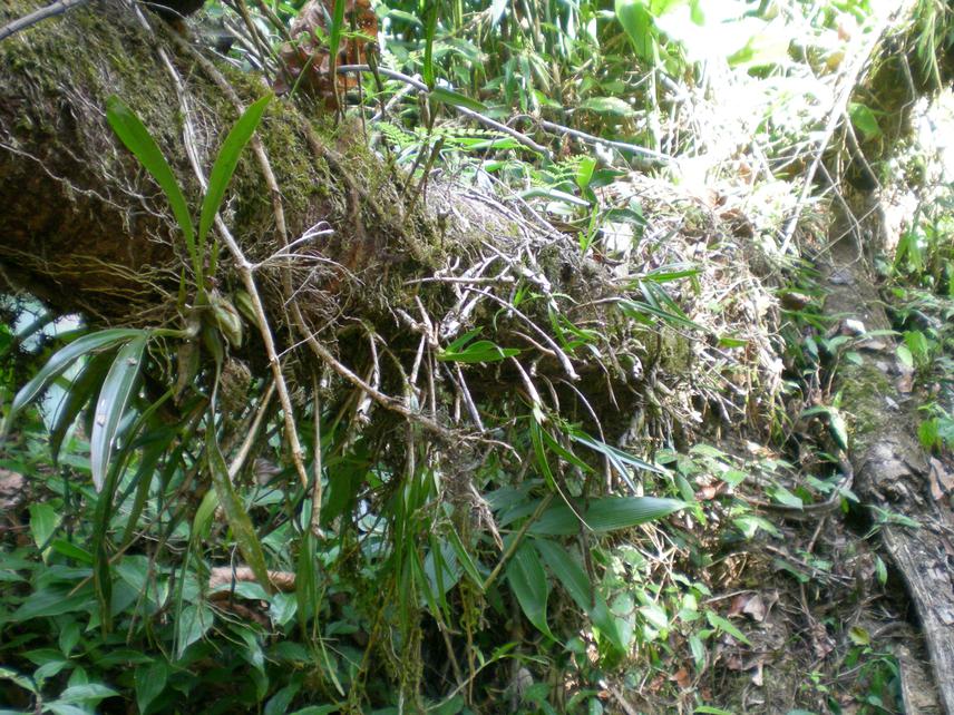 Native orchids being planted naturally near by Nam Sa Bum village.