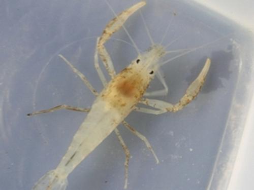 Macrobrachium.