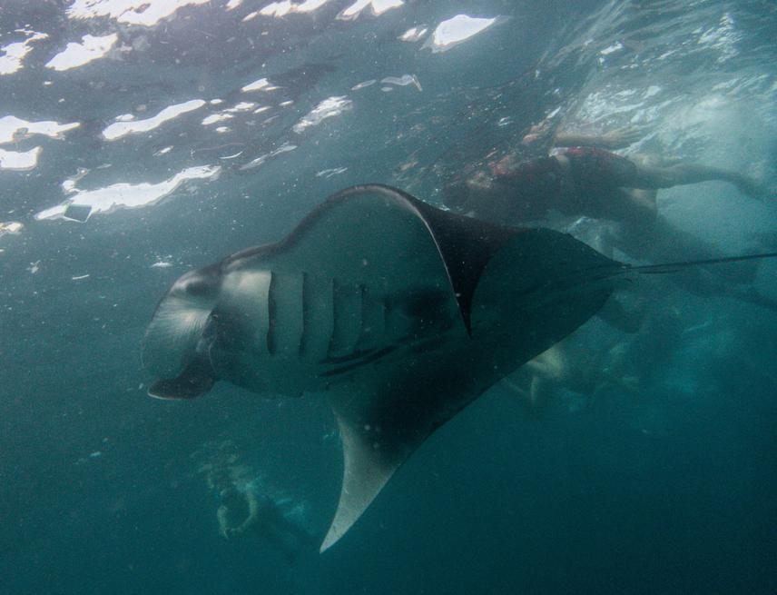 Male reef manta ray at Manta Bay with snorkelers swimming behind it. This shows how busy and unethical some tourists may act when encountering with marine megafauna and the need of educated tour guides to give proper briefing before snorkelling.