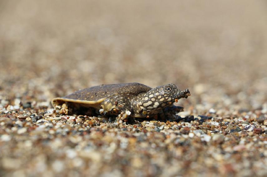 Juvenile Trionyx triunguis.