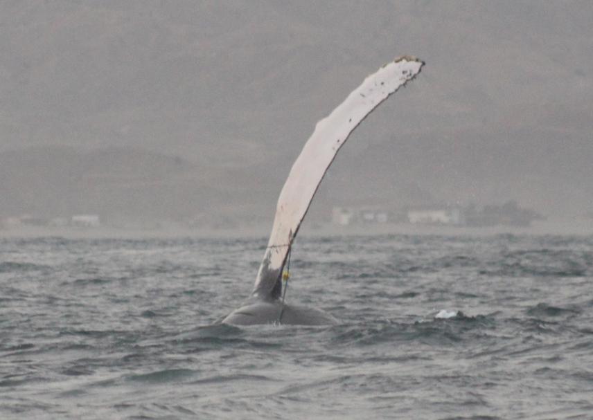 An adult humpback whale with a fishing rope entangled in its pectoral fin. © PIero Uceda.