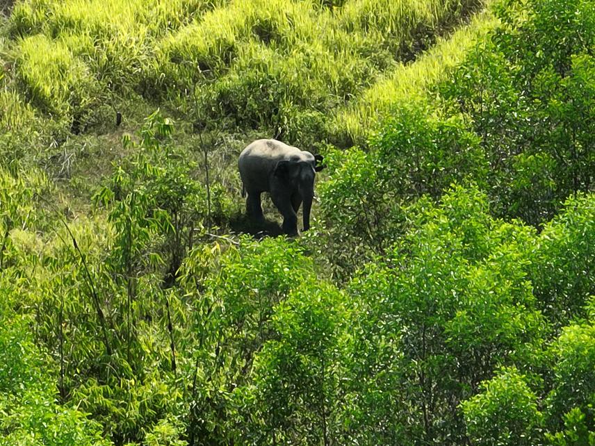 Image taken by drone near a cashew farm beside a mixed bamboo forest during daytime survey, the individual is a young elephant  male outside of the electric fence and going through an aciciar plantation of farmers in the area. © Lo Tien Bieu.