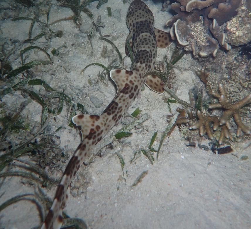 Raja Ampat Epaulette Shark. © Faqih Akbar Alghozali - EPI.