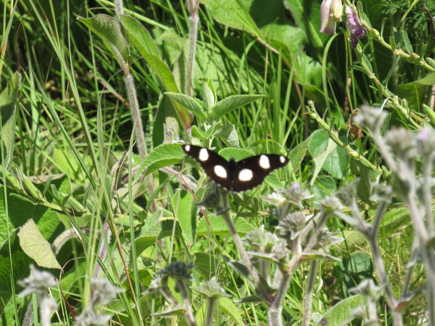 A butterfly (Danaid eggfly) in Mbeya Range Forest Reserve. © Hudson Laizer.