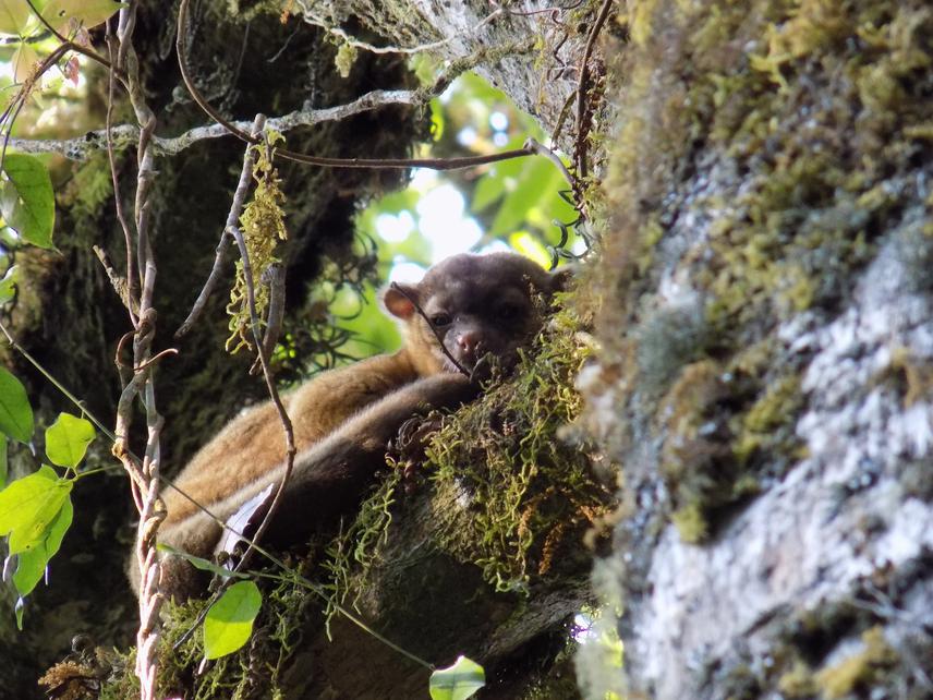 Individual of Potus flavus seeing during a field walk in the Biosphere Reserve the Triunfo.