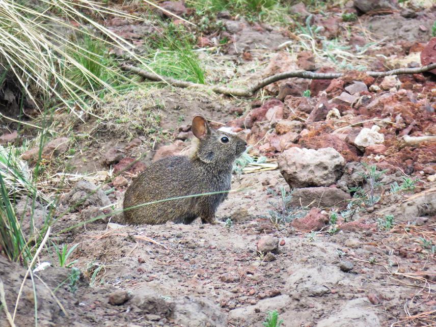 A specimen of the Volcano Rabbit captured during a tour with the community brigade of San Pablo Oztotepec, Milpa Alta, in the Sierra Chichinautzin.