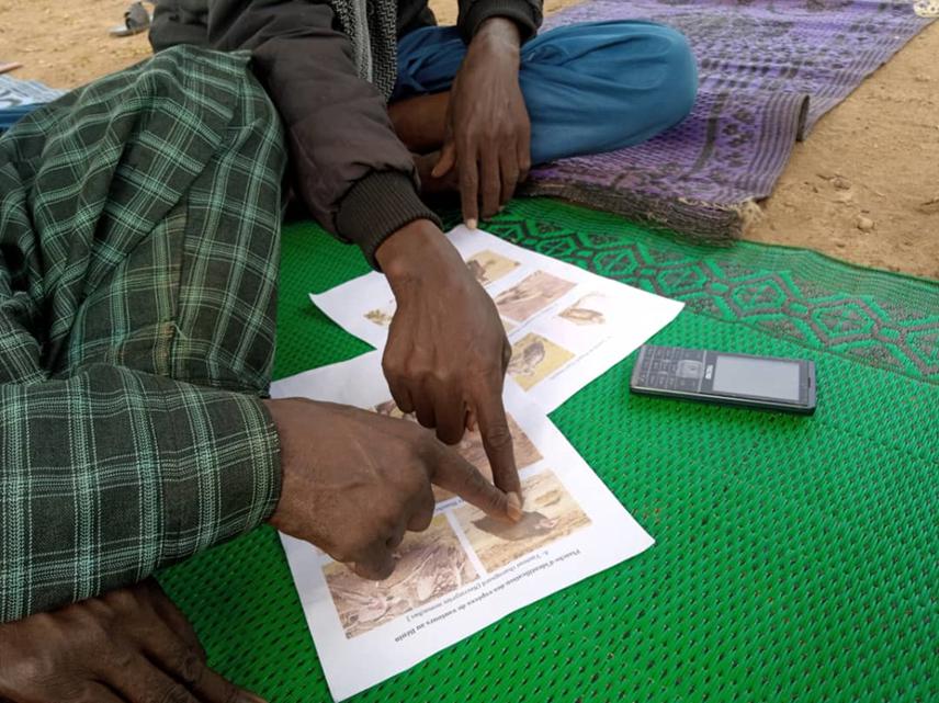 Image illustrating an interview session in the commune of Kandi. The respondent points to the Hooded Vulture to attest to their knowledge of the species.