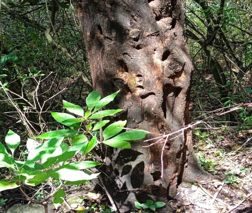Poorly harvested grown Olea Africana.
