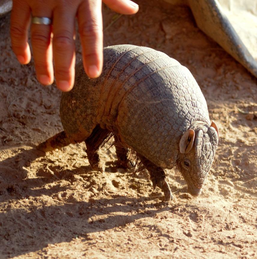 Southern Three-banded Armadillo in local people's homes. © Fernando Zamudio.