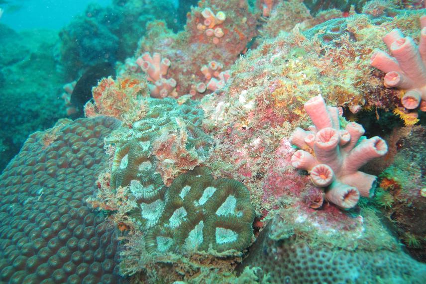 Invaded coral reef.