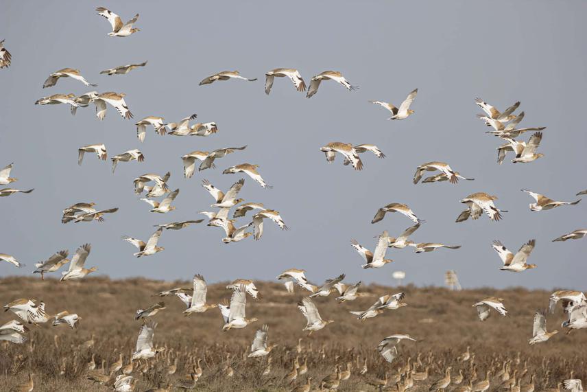The Little Bustards landing in the steppes of Shirvan National Park. © Elvin Mammadsoy.
