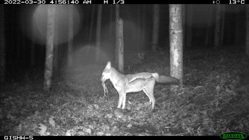 Jackal.