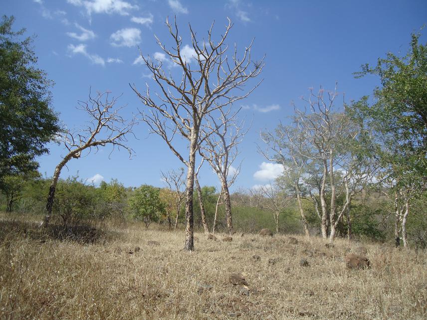 Over-tapped Boswellia papyrifera stands in the Abergelle District, Tigray, northern Ethiopia.