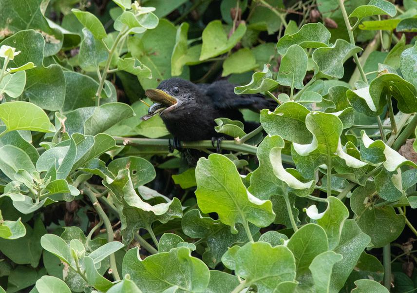 A fledgling feeding on a Schistocerca grasshopper, endemic to Galapagos. © Agustín Gutiérrez.