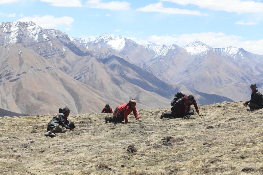 Local harvesting cordyceps in high altitude Dolpa. © Bharat Bandhu.