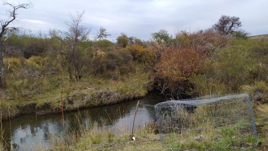 Plot with non-native willow removal where a micro-fence was installed to measure ungulate impacts on riparian plant communities.
